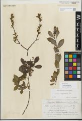 Foto von Salix myrsinifolia Salisb.